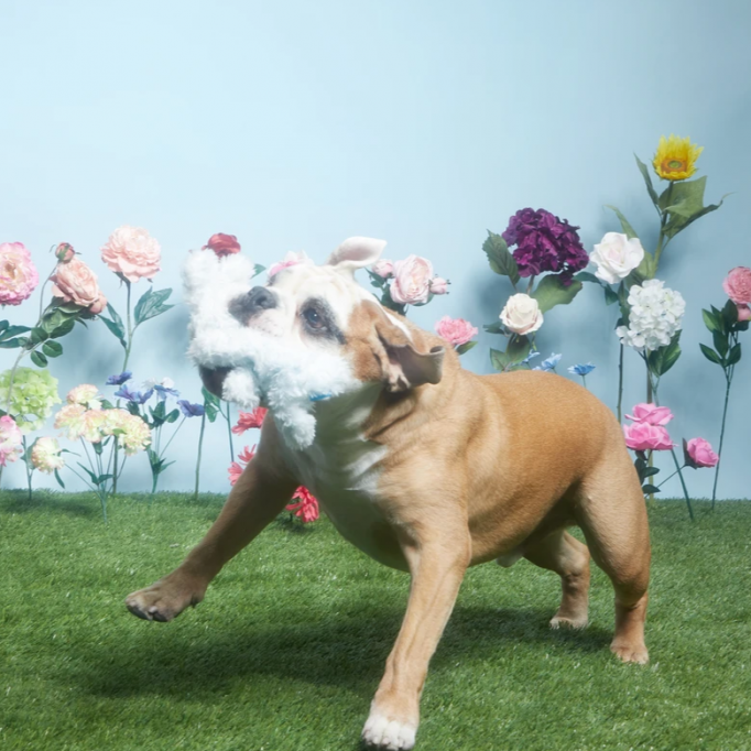 Hazel The Hoppin&#39; Bunny